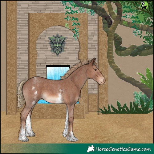 Horse Color:White Spotted Chestnut Sabino Appaloosa 