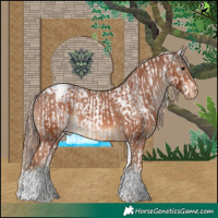 Horse Color:White Spotted Black Tobiano Appaloosa and White Spotted Chestnut Tobiano Appaloosa