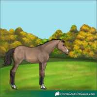 Horse Color:Bay Dun