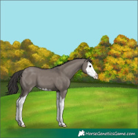 Horse Color:Smoky Grullo Splash 