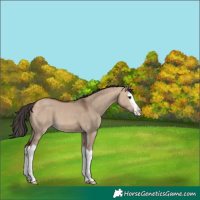 Horse Color:Bay Dun Splash 