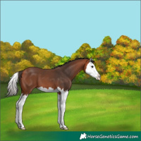 Horse Color:Bay Splash 