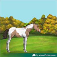 Horse Color:Bay Dun Tobiano