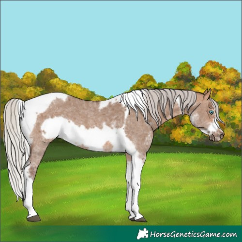 Horse Color:Silver Bay Dun Sabino Tobiano Frame Rabicano 