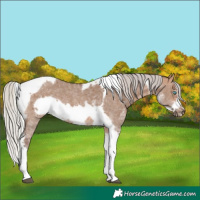 Horse Color:Silver Bay Dun Sabino Tobiano Frame Rabicano