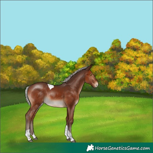 Horse Color:Silver Brown Tobiano Rabicano
