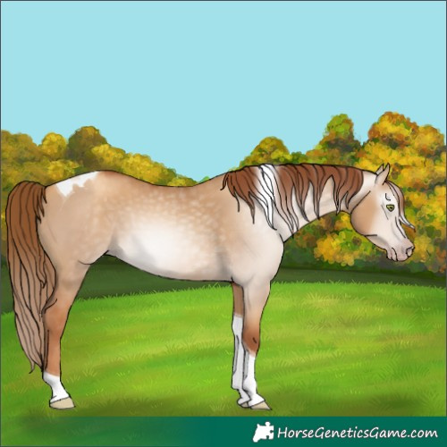 Horse Color:Gray Gold Champagne Dun Tobiano 