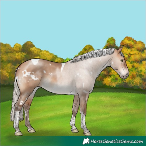 Horse Color:White Spotted Silver Bay Dun Tobiano Rabicano 