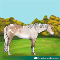 Horse Color:White Spotted Silver Bay Dun Tobiano Rabicano 