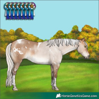 Horse Color:White Spotted Silver Bay Dun Tobiano Rabicano