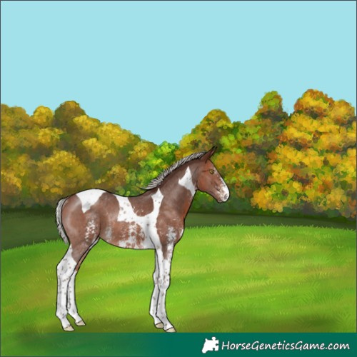 Horse Color:Silver Brown Sabino Tobiano Rabicano