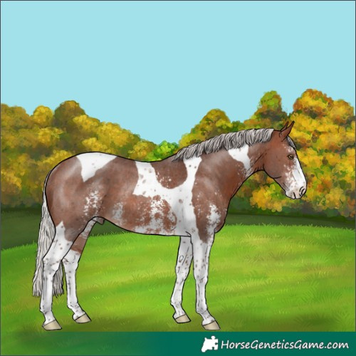 Horse Color:Silver Brown Sabino Tobiano Rabicano 