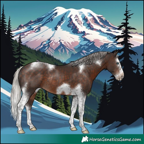 Horse Color:Silver Brown Splash Tobiano Frame Rabicano