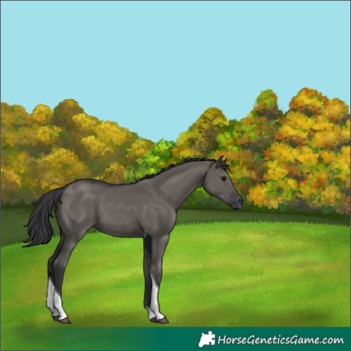 Horse Color:Grullo Tobiano 