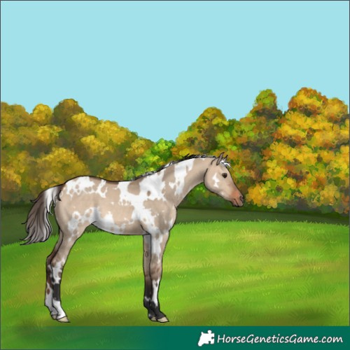 Horse Color:White Spotted Bay Dun