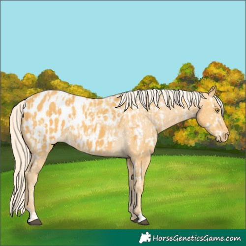 Horse Color:Palomino Near Leopard and Palomino Blanket