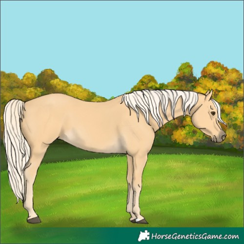 Horse Color:Palomino 