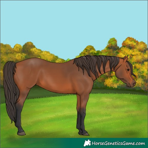 Horse Color:Bay 