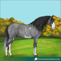 Horse Color:Blue Roan Sabino Splash and Blue Roan Sabino Splash