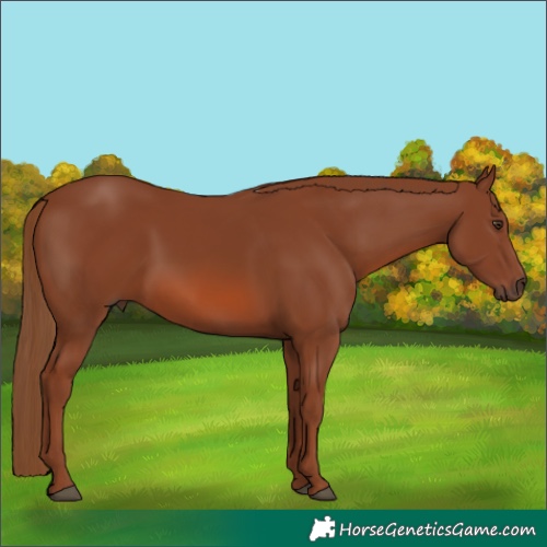 Horse Color:White Spotted Chestnut 