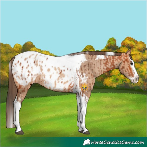 Horse Color:Bay Splash Tobiano Appaloosa  and Amber Champagne Splash Tobiano Appaloosa 