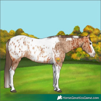 Horse Color:Bay Splash Tobiano Blanket  and Amber Champagne Splash Tobiano Blanket 