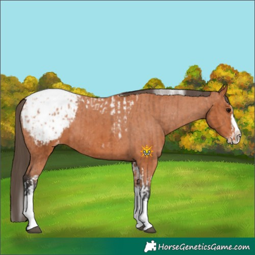 Horse Color:Bay Splash Tobiano Appaloosa and Bay Splash Tobiano Appaloosa