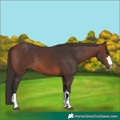 Horse Color:Brown 