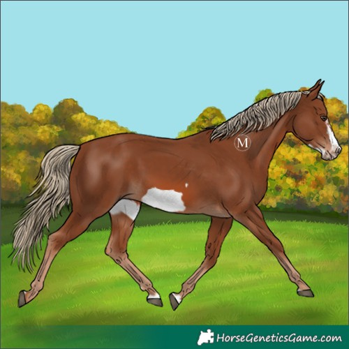 Horse Color:Chestnut Frame 