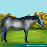 Horse Color:ERROR: UNKNOWN ANOMALY