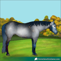 Horse Color:ERROR: UNKNOWN ANOMALY