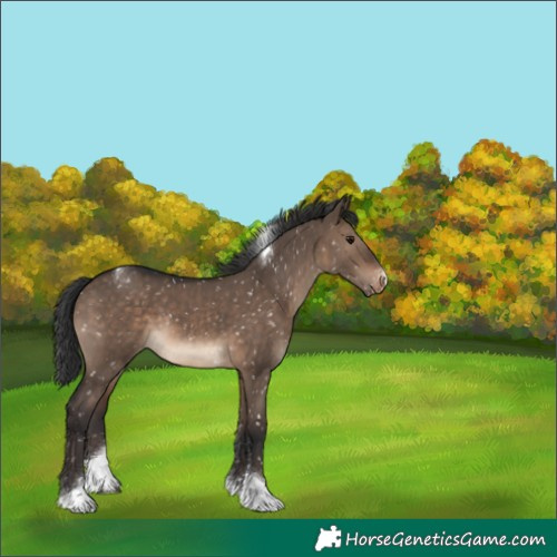 Horse Color:Brown Dun Tobiano Appaloosa 