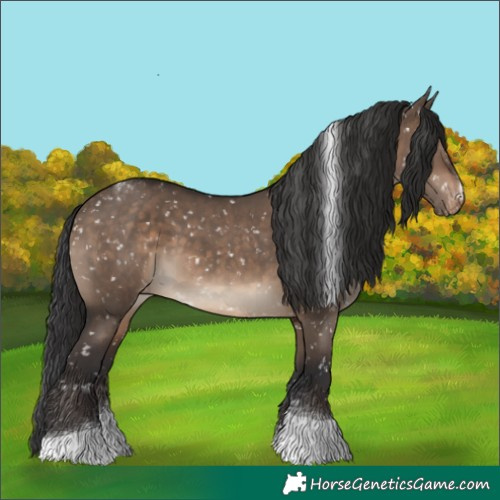 Horse Color:Brown Dun Tobiano Appaloosa 