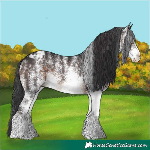 Horse Color:White Spotted Brown Appaloosa 