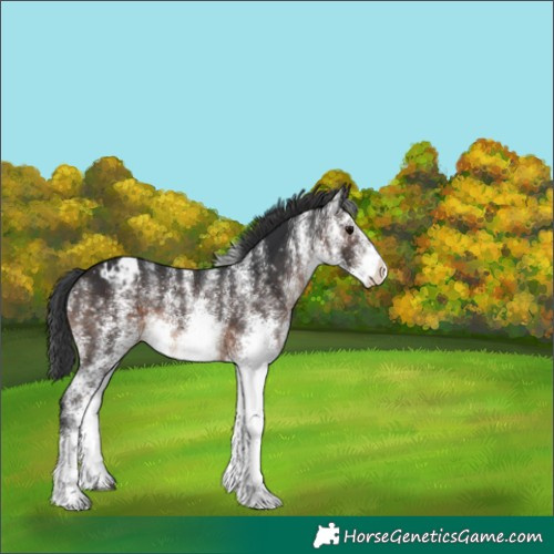 Horse Color:White Spotted Brown Appaloosa 