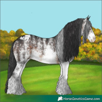 Horse Color:White Spotted Brown Appaloosa 