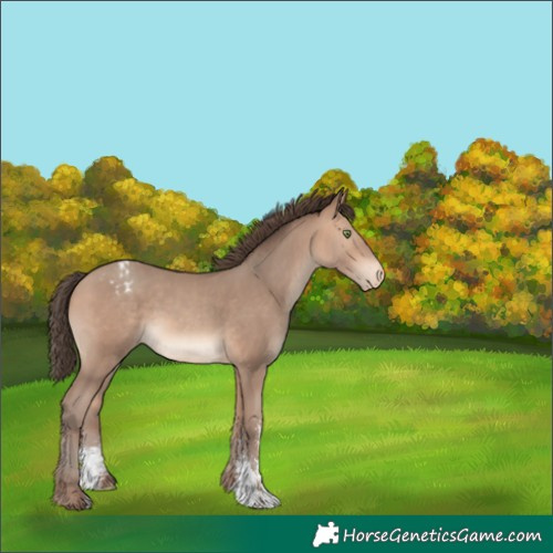 Horse Color:Amber Champagne Sabino Appaloosa 