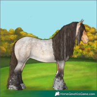 Horse Color:Buckskin Roan Sabino Appaloosa 