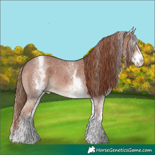 Horse Color:White Spotted Chestnut Sabino Appaloosa 