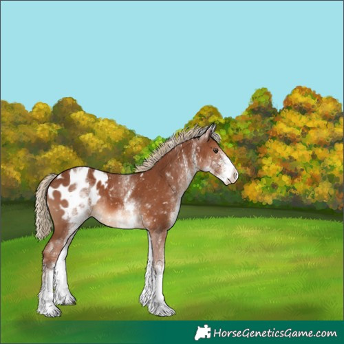 Horse Color:White Spotted Chestnut Appaloosa Rabicano 