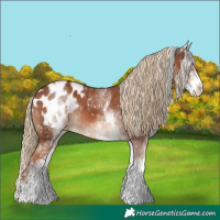 Horse Color:White Spotted Chestnut Appaloosa Rabicano