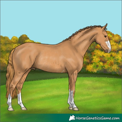 Horse Color:Unknown 