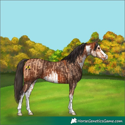 Horse Color:Bay Dun  and White Spotted Bay 