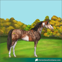 Horse Color:Bay Dun and White Spotted Bay