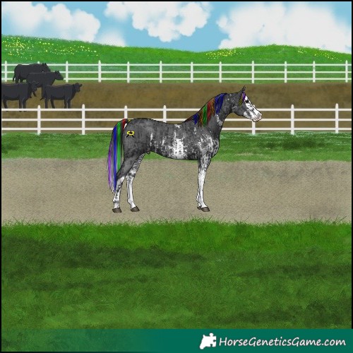 Horse Color:Painted Black Sabino Splash Appaloosa  and Black Sabino Splash Appaloosa 