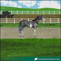 Horse Color:Painted Black Sabino Splash Varnish  and Black Sabino Splash Varnish 