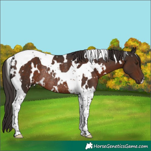 Horse Color:White Spotted Liver Chestnut Tobiano Rabicano 