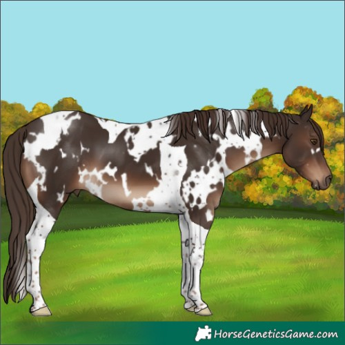Horse Color:White Spotted Liver Chestnut Tobiano 