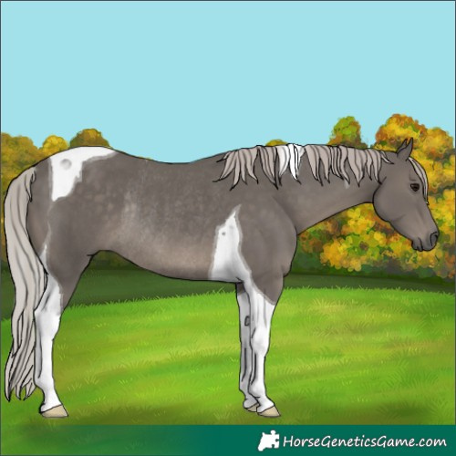 Horse Color:Silver Black Tobiano Rabicano 