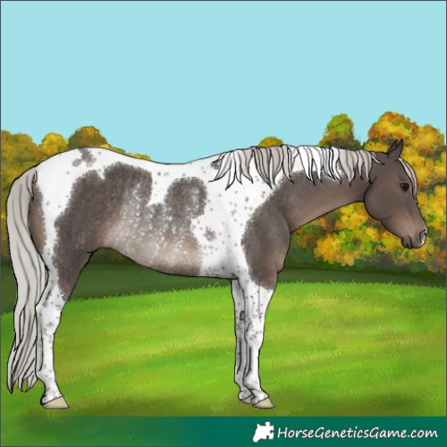 Horse Color:Silver Black Tobiano Rabicano